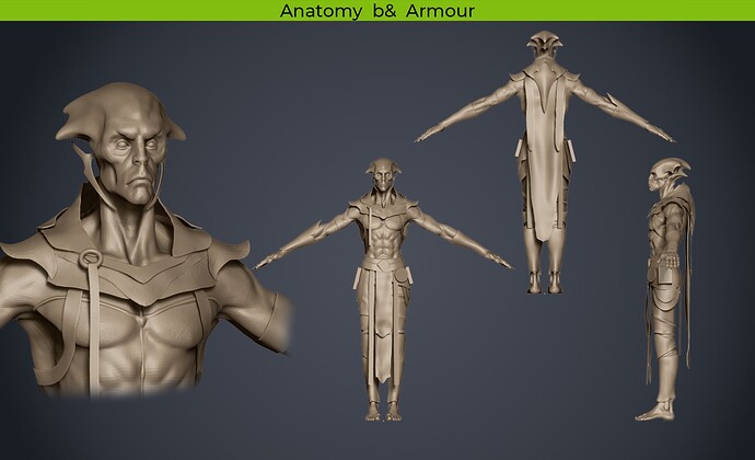 Anatomy And Armour
