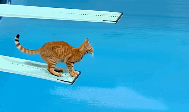 catdive